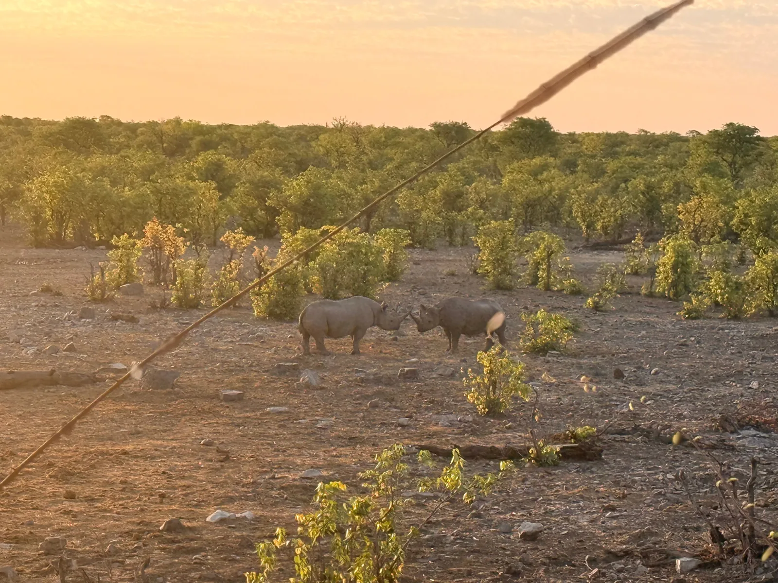 Rinoceronti al tramonto nella savana namibiana