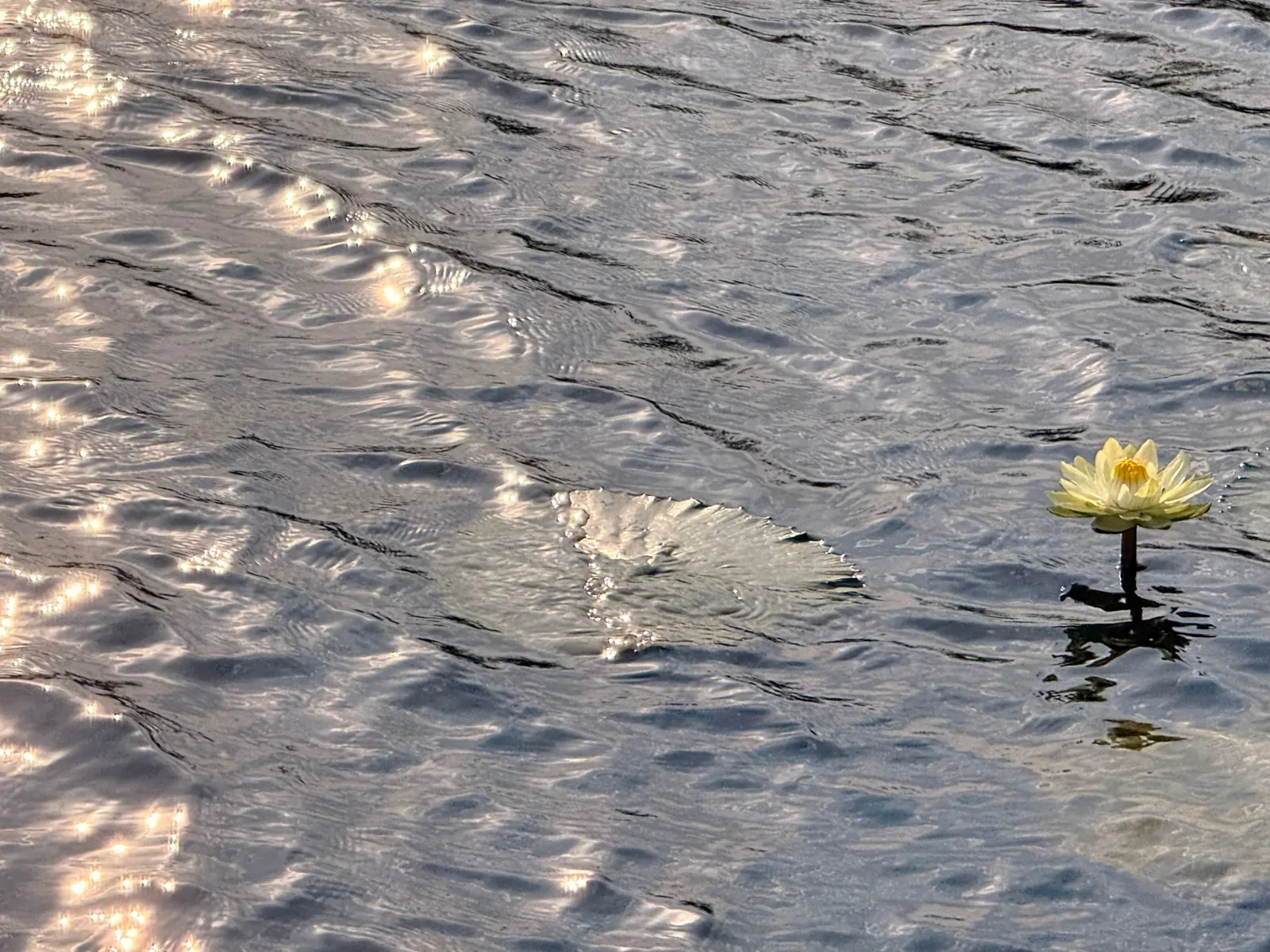 Ninfea fiorita nel delta dell'Okavango