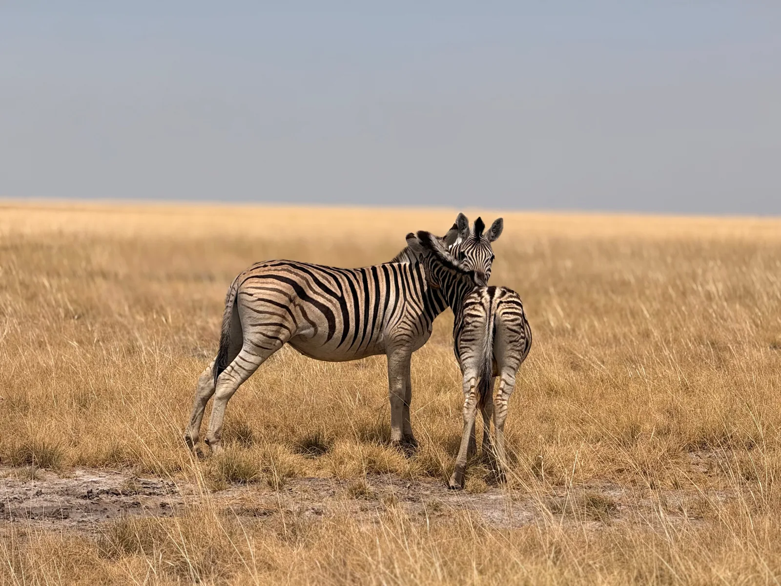 Zebre nella savana del Botswana