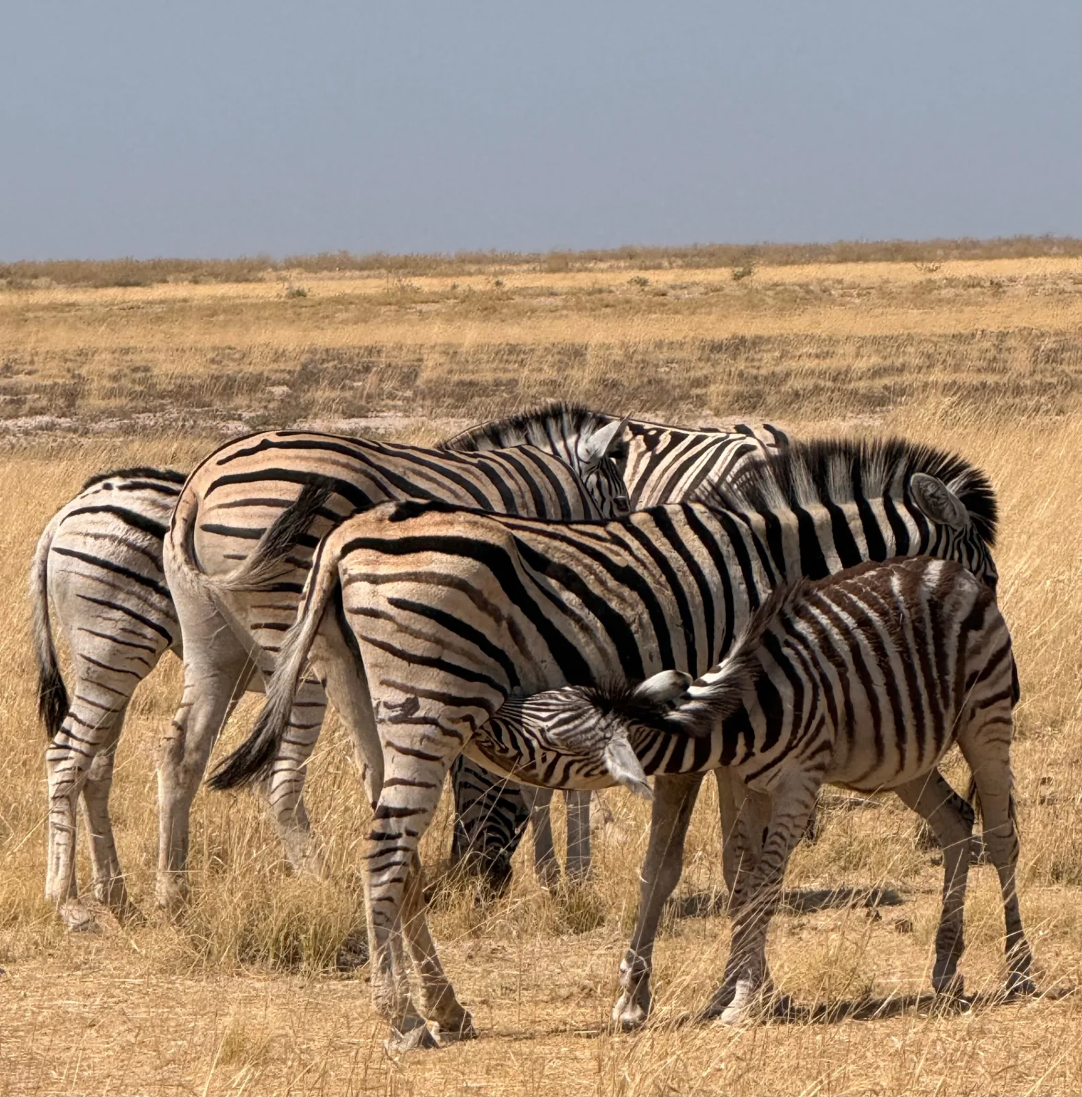 Mandria di zebre
