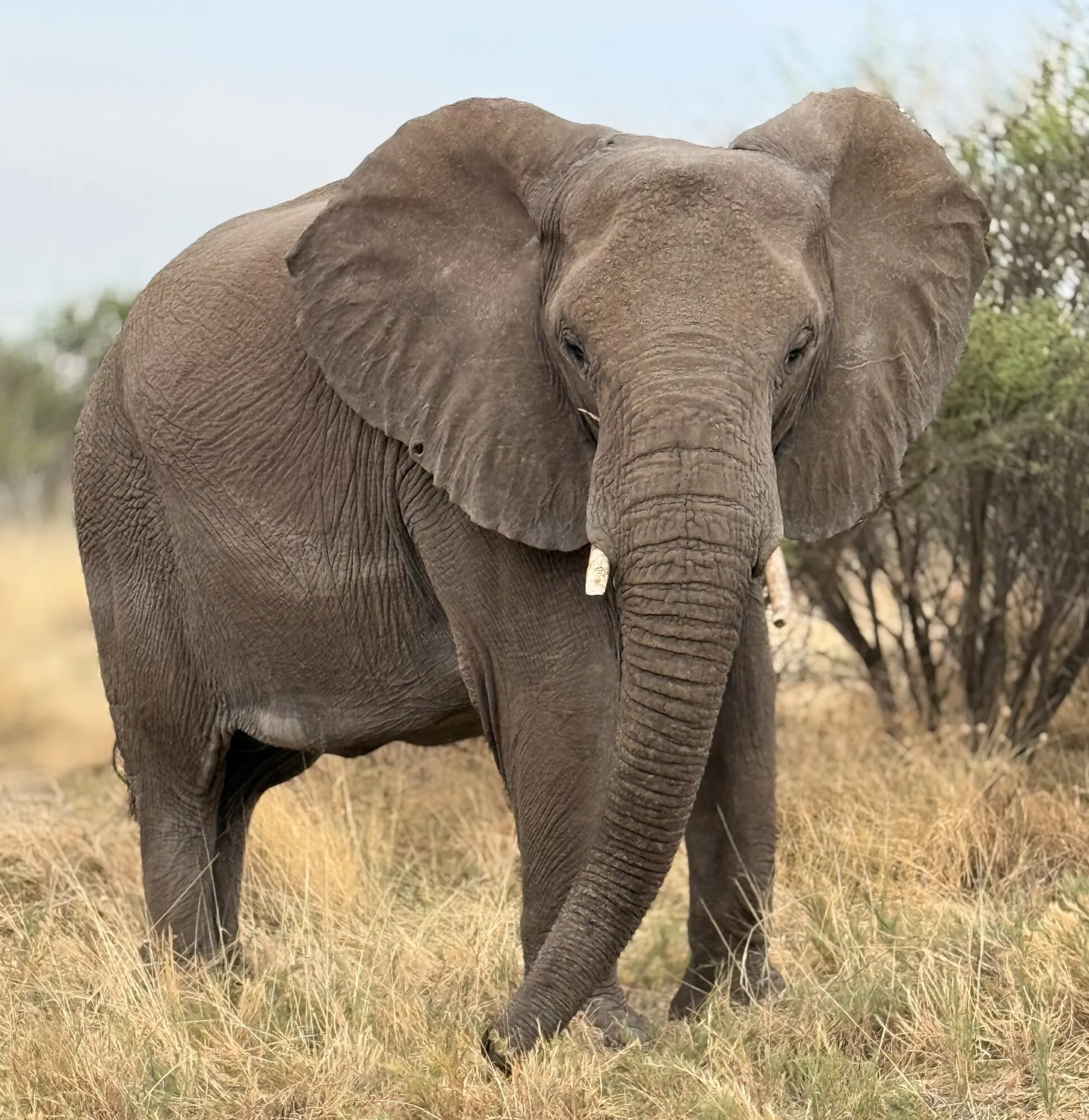 Elefante africano in primo piano nella savana di Etosha