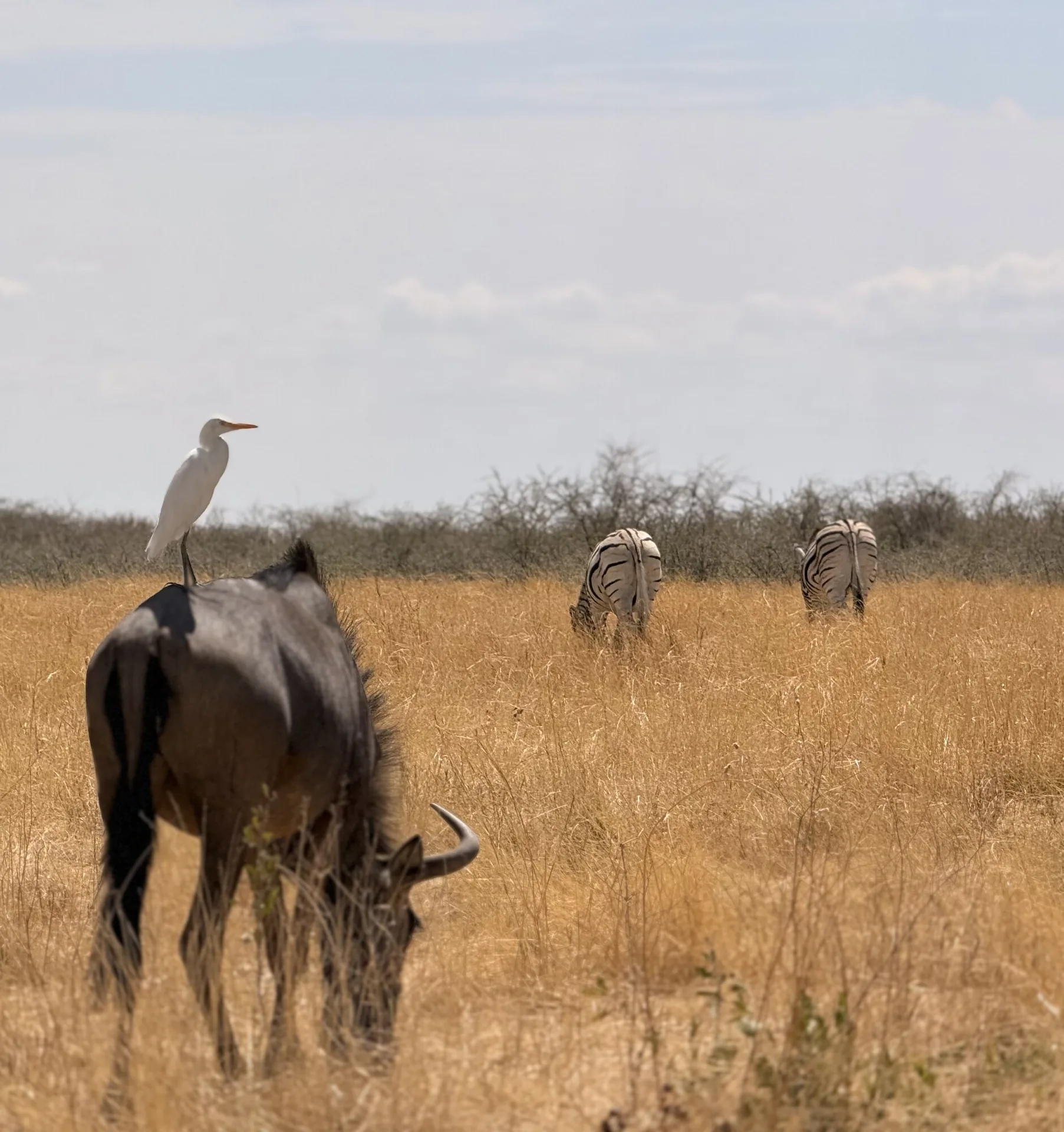 Gnu, zebre e airone in una pozza del Parco Nazionale Etosha
