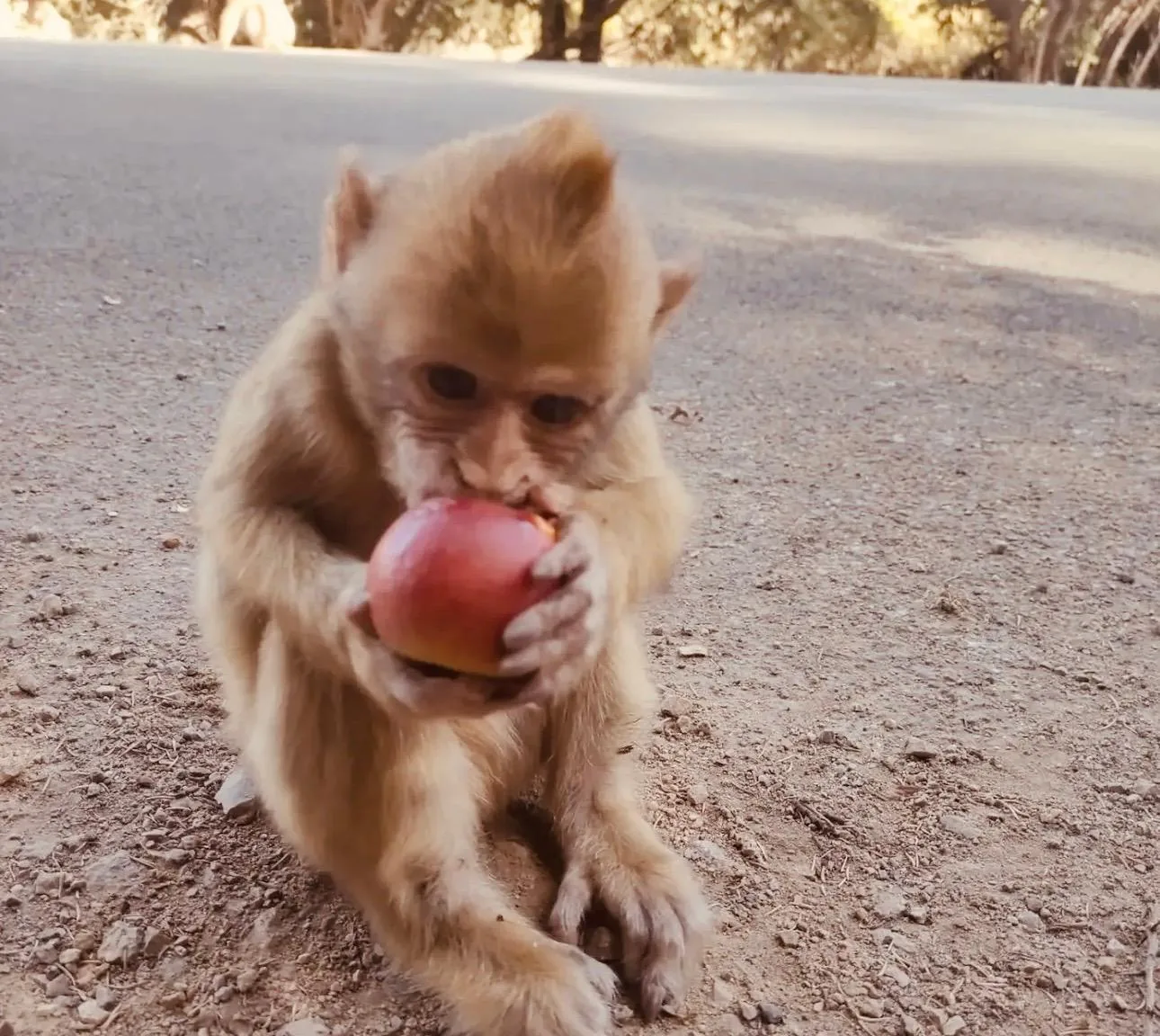Macaco di Barberia nella foresta di cedri del Medio Atlante, Marocco