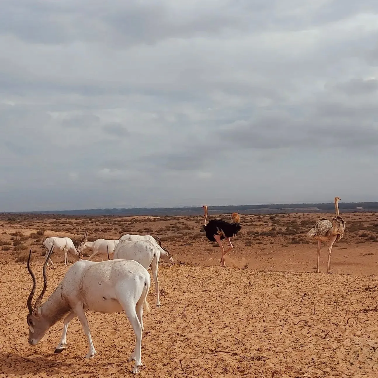 Orici e struzzi nella riserva del Souss-Massa, Marocco