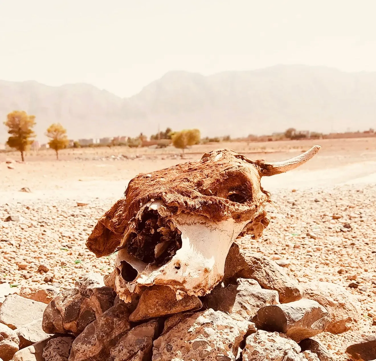Cranio bovino su pietre nel deserto pre-sahariano marocchino