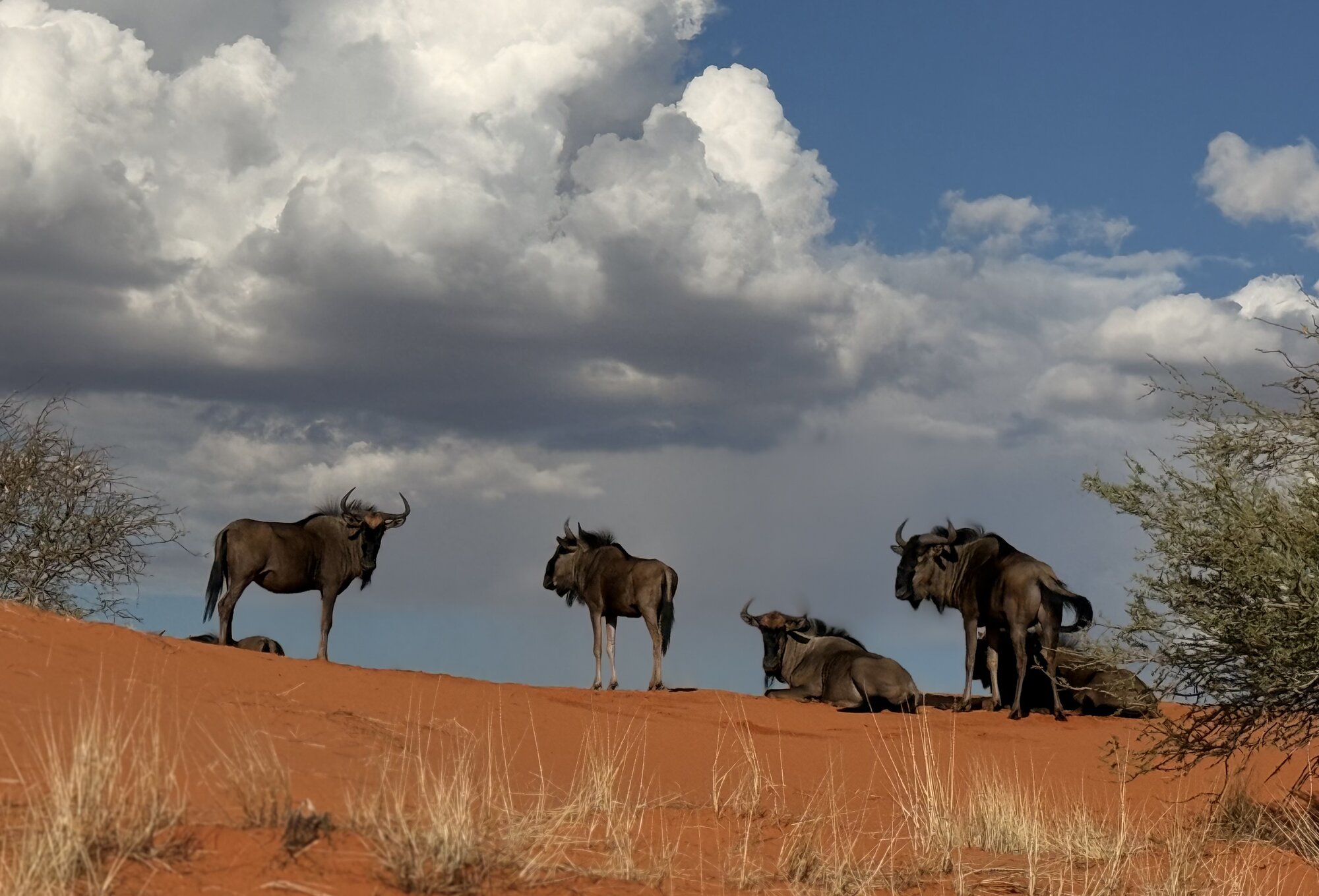Gnu blu sulle dune rosse del Kalahari sotto un cielo drammatico