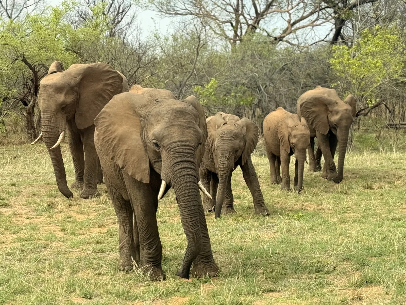 Elefanti lungo il fiume Chobe al confine tra Namibia e Botswana