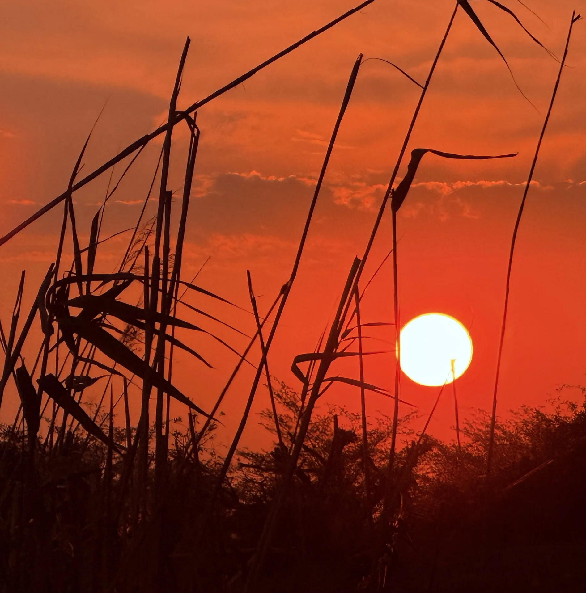 Tramonto sulla savana namibiana — i silenzi e i colori del bush africano al crepuscolo