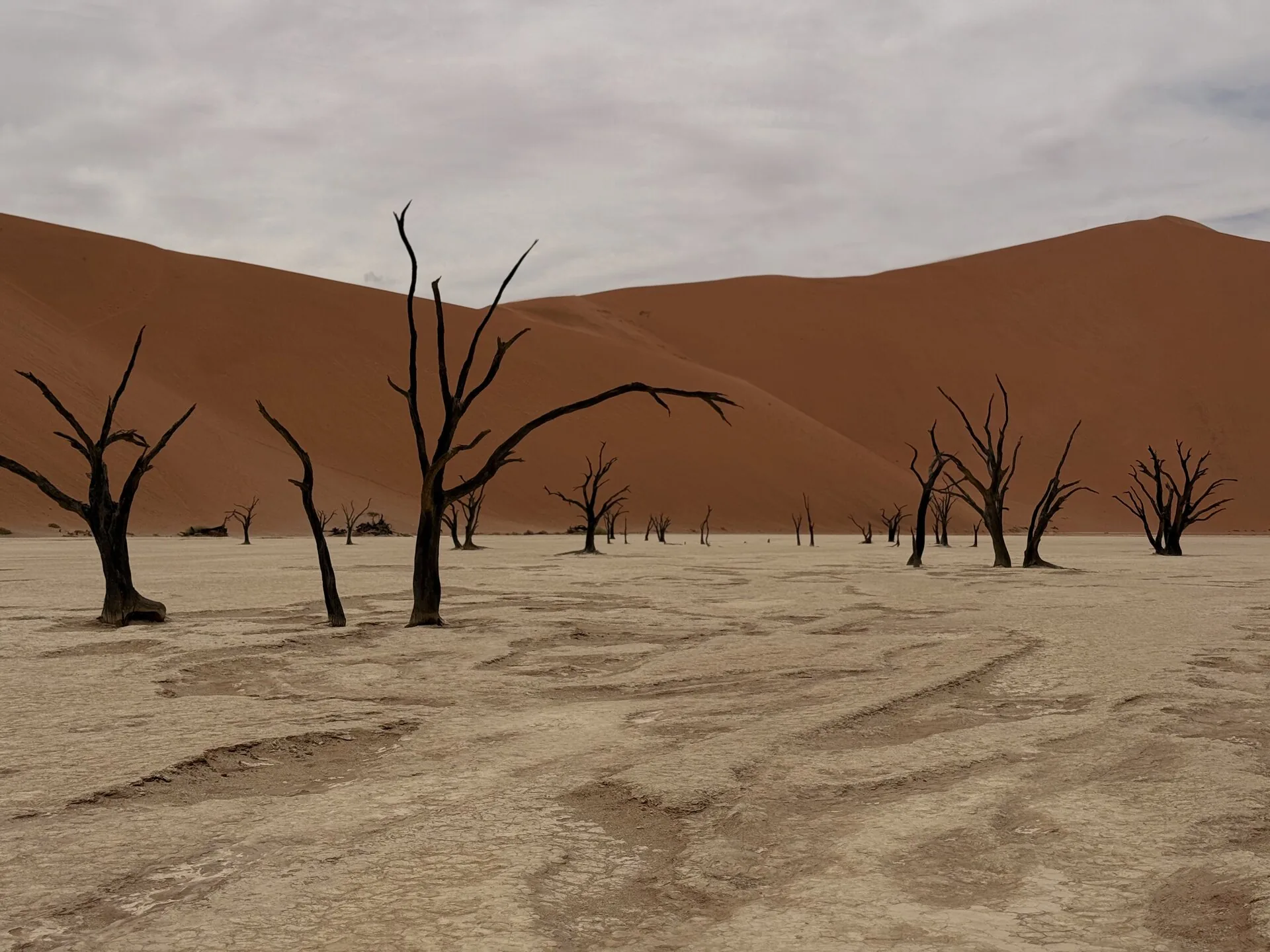 Alberi morti del Deadvlei sotto il cielo terso, dune rosse di Sossusvlei