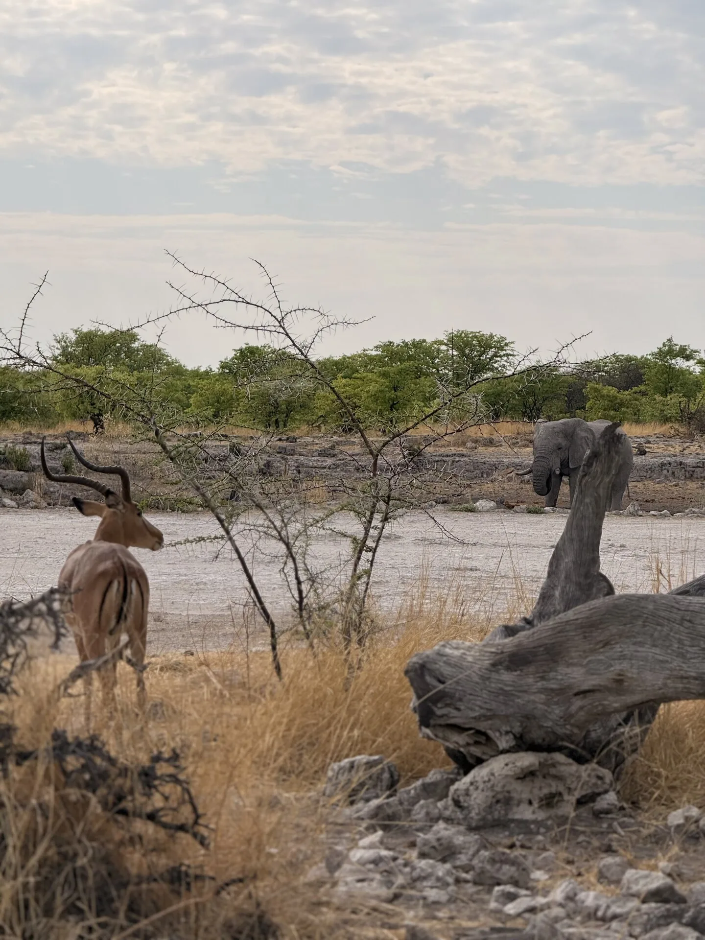 Giraffa che cammina nella savana del Parco Nazionale di Etosha