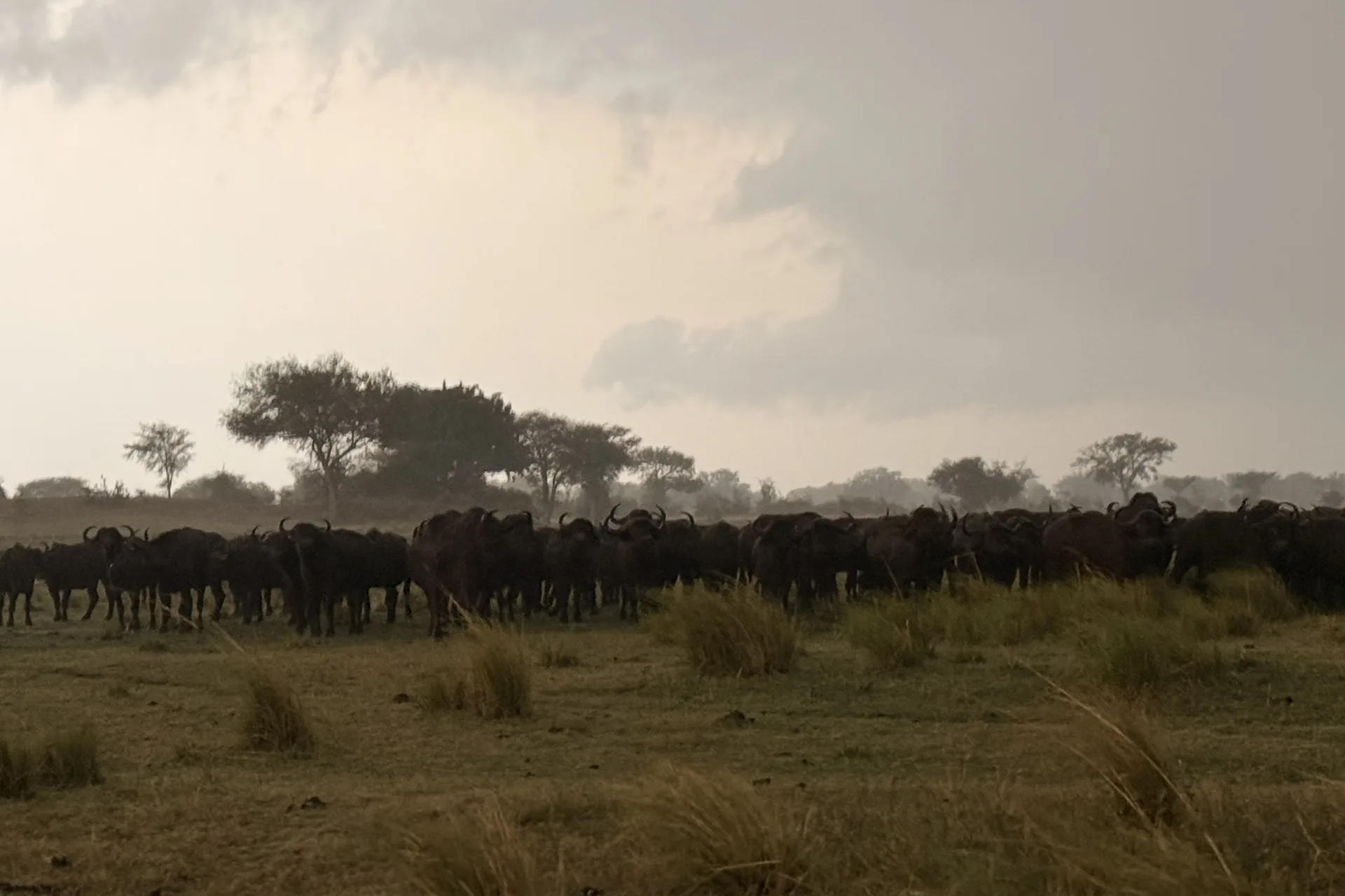 Branco di elefanti e zebre attorno a una pozza d'acqua nel Parco Etosha al tramonto